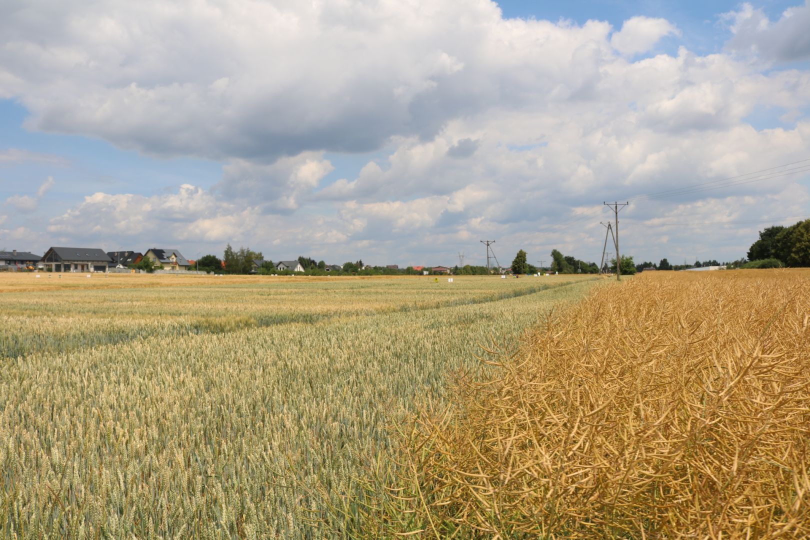 Wyniki plonowania odmian roślin uprawnych na polu doświadczalnym PODR w Boguchwale w 2023 r.