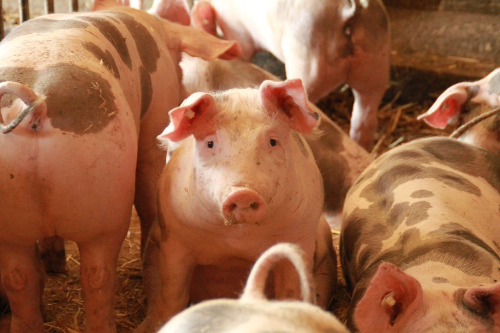 Informacja dla rolników utrzymujących świnie w sprawie PLANU BEZPIECZEŃSTWA BIOLOGICZNEGO