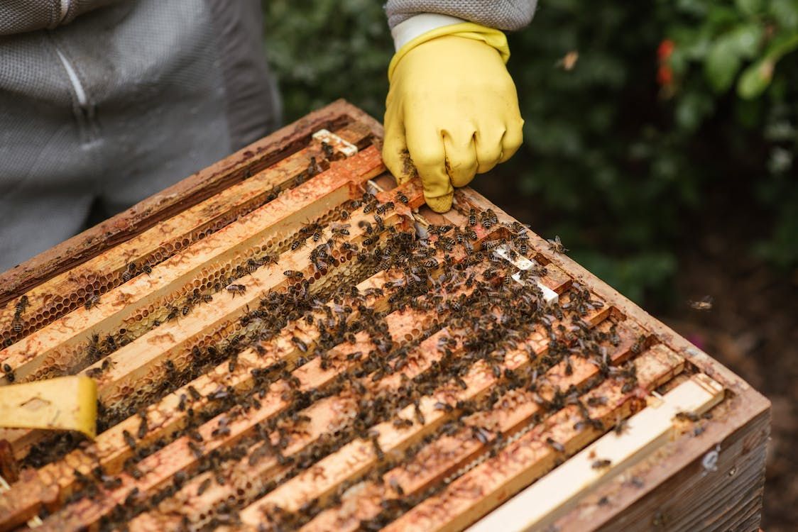 Na podstawie nowego Planu Strategicznego dla Wspólnej Polityki Rolnej na lata 2023-2027, od 2023 roku „Interwencje w sektorze pszczelarskim” będzie realizować Agencja Restrukturyzacji i Modernizacji Rolnictwa.