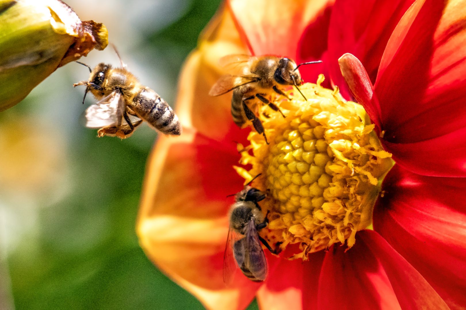 Płatność za przezimowanie rodzin pszczelich wyższa niż przed rokiem