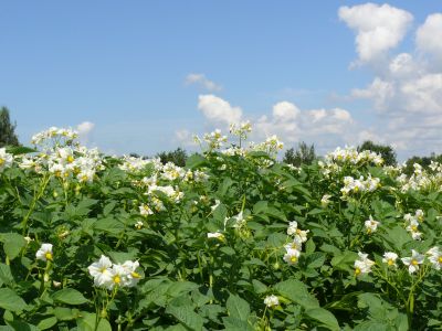 Dobór agrotechniki w uprawie ziemniaka w zależności od warunków klimatycznych