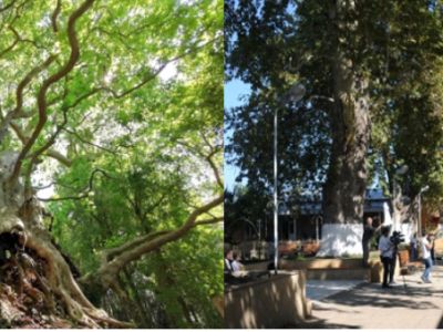 Tysiącletni Dąb Lecina z Hiszpanii – Europejskim Drzewem Roku 2021