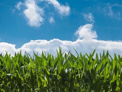Kiszonka z kukurydzy - główny filar bazy pasz objętościowych w żywieniu krów mlecznych