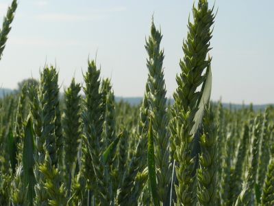 Jakość ziarna pszenicy ze zbiorów w 2022 r.