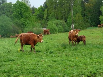 Nowoczesne technologie chowu i hodowli bydła ras mięsnych