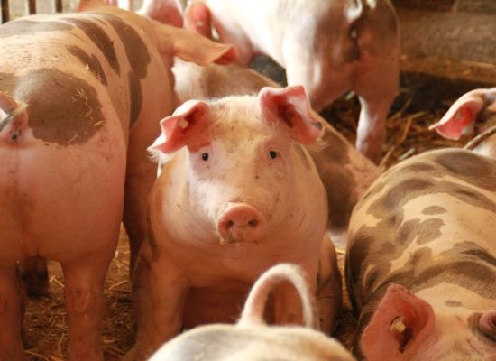 Informacja dla rolników utrzymujących świnie w sprawie PLANU BEZPIECZEŃSTWA BIOLOGICZNEGO