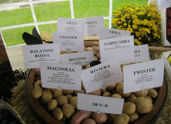 Porównanie plonowania nowych odmian ziemniaka – PDO
