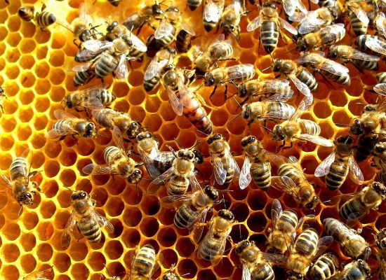 35,5 mln zł pomocy dla pszczelarzy – zapowiedź naboru