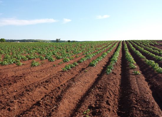 Wapnowanie gleb ważnym zabiegiem agrotechnicznym