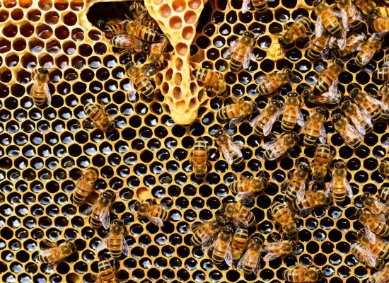 Czerniawka spadziowa – choroba pokarmowa pszczół