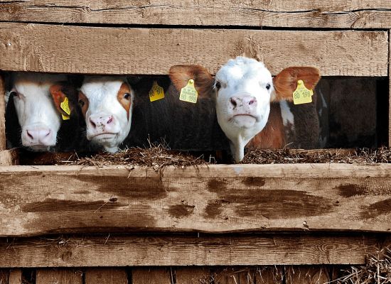 Upał w oborze – stres cieplny u krów