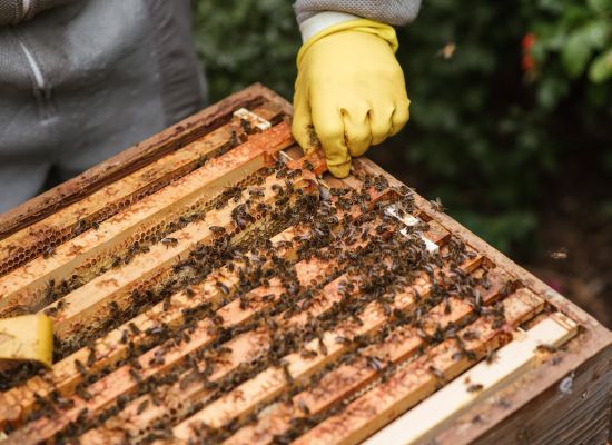 Na podstawie nowego Planu Strategicznego dla Wspólnej Polityki Rolnej na lata 2023-2027, od 2023 roku „Interwencje w sektorze pszczelarskim” będzie realizować Agencja Restrukturyzacji i Modernizacji Rolnictwa.