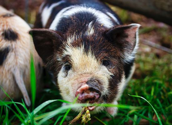 Nieoprocentowana pożyczka dla producentów świń na obszarze ASF na sfinansowanie zobowiązań cywilnoprawnych