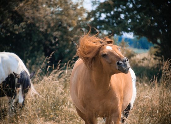 Piękno i użytkowość konia domowego