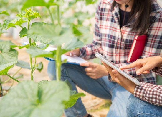 Zarządzanie i marketing w rolnictwie - trwa rekrutacja na studia podyplomowe