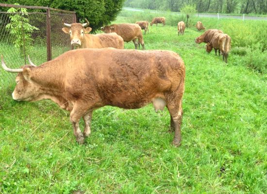 Nowoczesne technologie chowu i hodowli bydła ras mięsnych