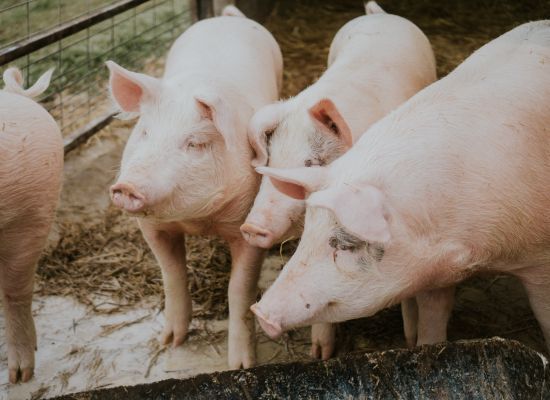 30 czerwca - ostateczny termin sporządzenia spisu stanu stada świń